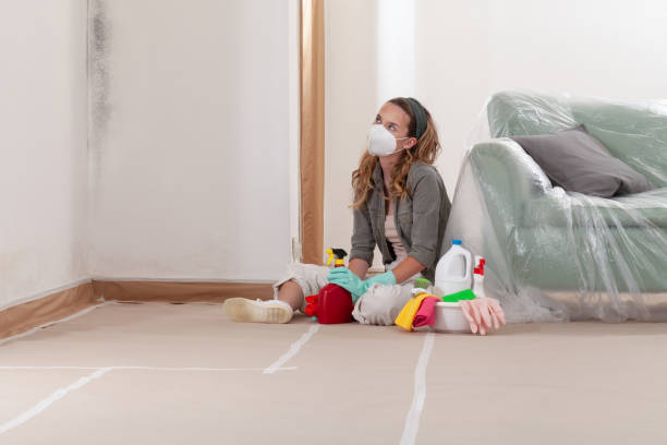 Reliable Basement Mold Remediation contractor in Millington, MD by WQB Mold Removal
