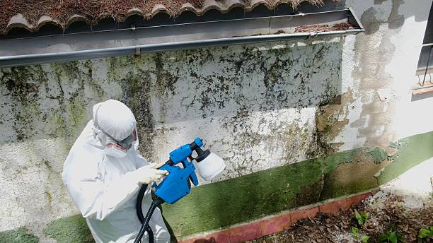 Top rated local Basement Mold Remediation specialists in Millington, MD